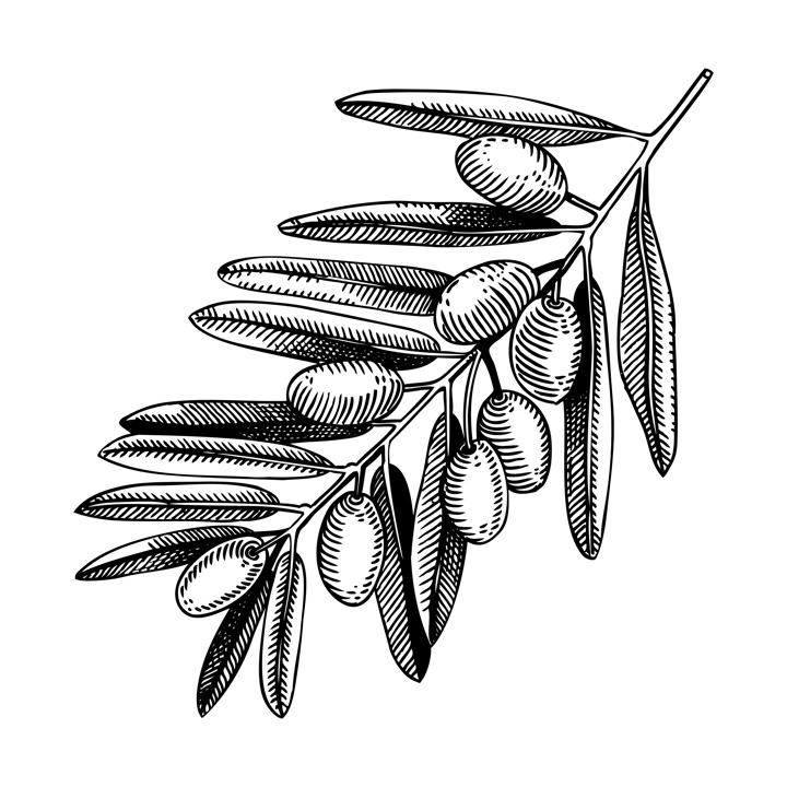 Decorative  olive tree branch with leaves and fruit illustration isolated on white background. Olive tree twigs drawings in vintage engraved style. Vector food illustration for oil packaging design